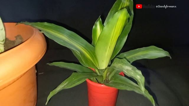 First Time Plant Mom | Snake plant | Dracaena Fragrans | Dypsis Lutescens | Sandybrown VLog #4 смотреть онлайн
