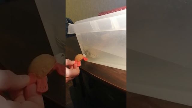 Самец красноухой черепахи танцует брачный танец смотреть онлайн