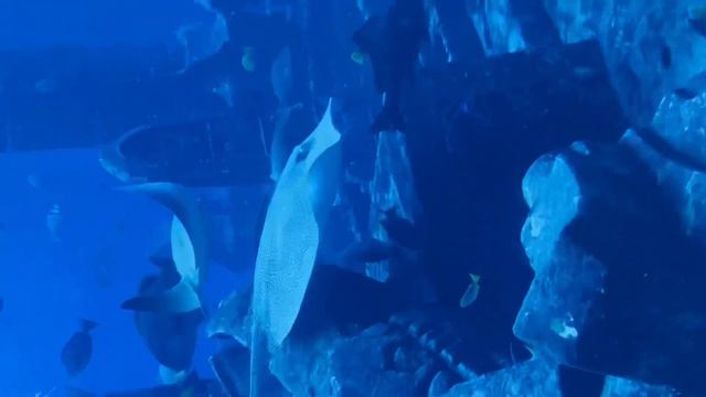 The Amazing Dubai Palm Island Jumeirah - Monorail 🚝 and Atlantis aquarium смотреть онлайн