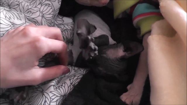 7. #Кошки сфинксы. Материнская любовь. смотреть онлайн