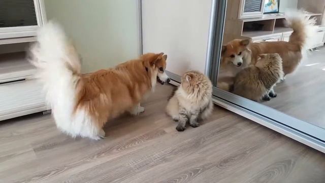 Кик боксер? Нет. Кот боксер. Boxing Cat vs Corgi смотреть онлайн