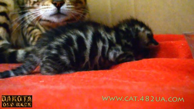 Котята бенгальской кошки   день 10