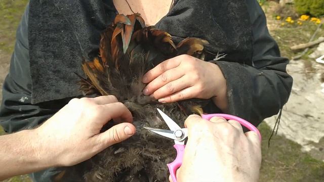 Увеличить вывод цыплят из яиц в инкубаторе легко за 5 минут смотреть онлайн