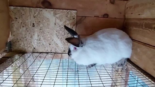 Калифорнийские кролики обживаются а мы надеемся на крольчат. смотреть онлайн