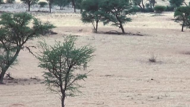 BROWN HYENA — The Nightmare Of Cheetahs And Leopards! Brown Hyena Vs Lion And Wild Dogs!