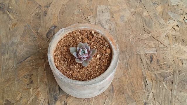 || ECHEVERIA TRUMSO ||