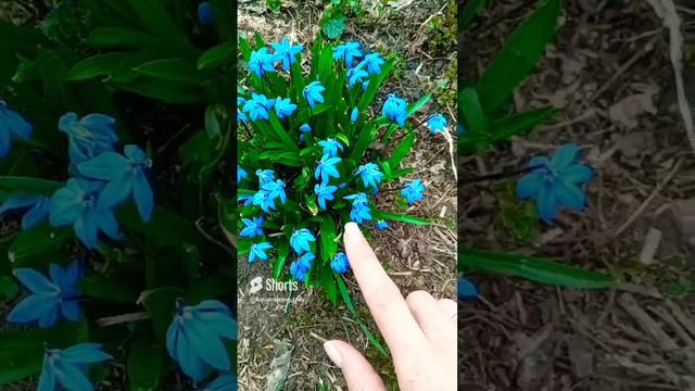 Пролеска Сибирская 🌿 очень ароматный кустик, нежный землисто-ручейно-родниковый весенний #shorts смотреть онлайн