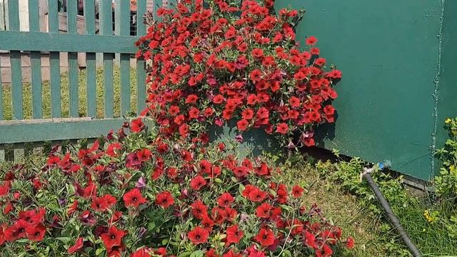 Петуния "Тайдал ред велюр" смотреть онлайн