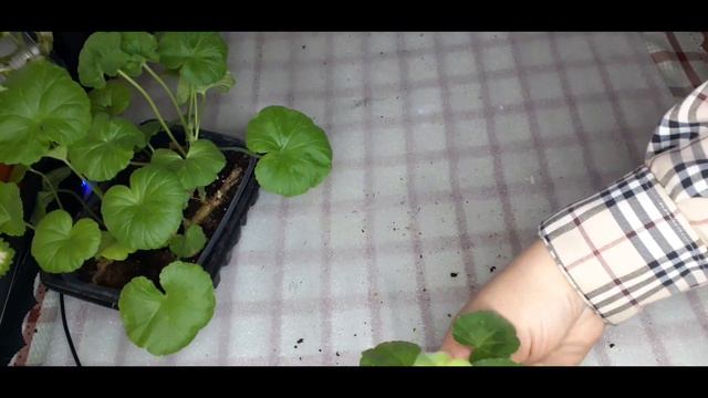 пеларгония размножение отрезанной веткой. 2 часть смотреть онлайн