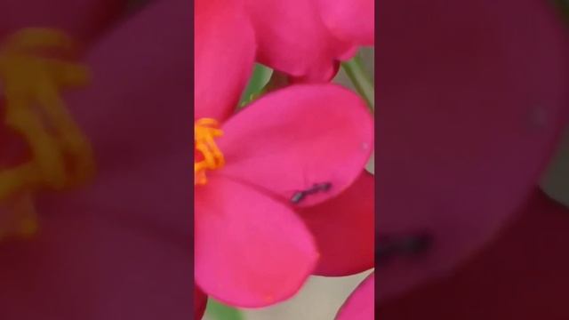 Jatropha Integerrima #jatropha #peregrina #flowers #plant #youtube #shorts #travellingwithmrik