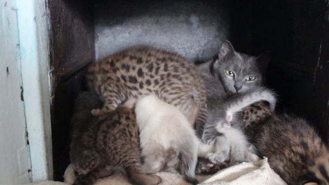 Дальневосточные котята у приёмной мамы-кошки смотреть онлайн