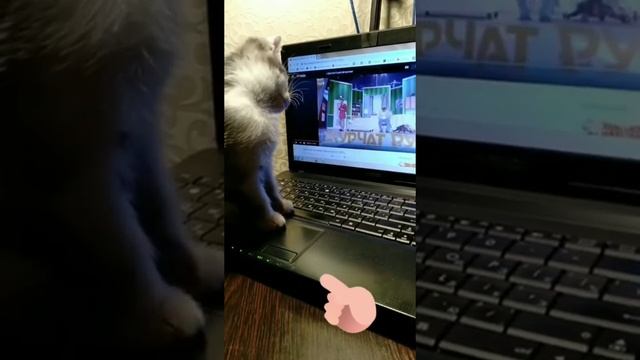 Котенок смотрит компьютер смотреть онлайн