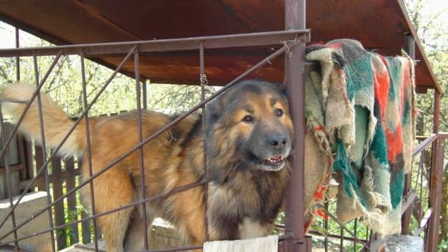 МОСТ РАДУГИ. В память другу, собаке - компаньону... смотреть онлайн