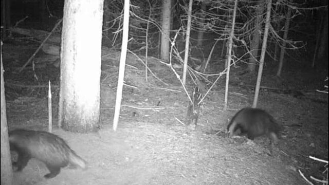 01 - БАРСУЧЬЯ НОРА 2016 смотреть онлайн