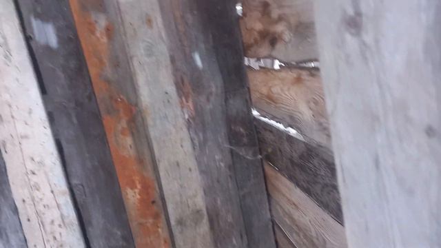 Выпускаем кур, краснуха села нестись, Сильвер вышла гулять, куры дерутся