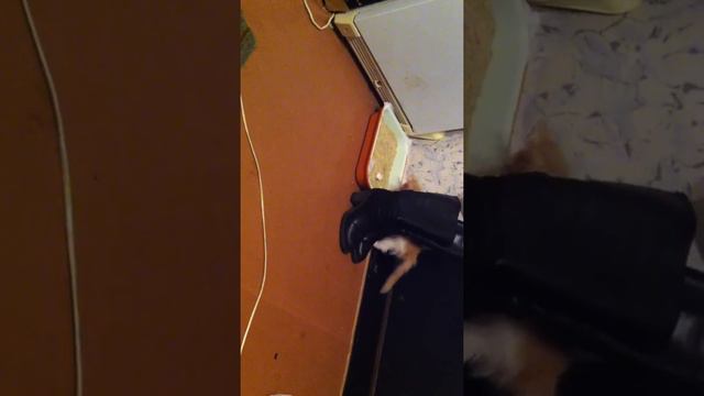 дрессировка кошки