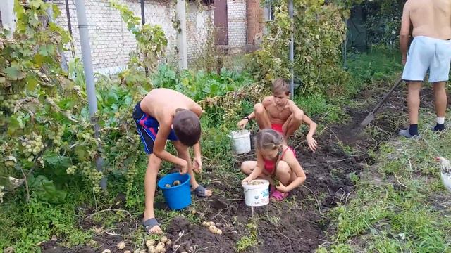 ПОЧЕМУ В НАС ХОРОШИЙ УРОЖАЙ КАРТОШКИ. смотреть онлайн