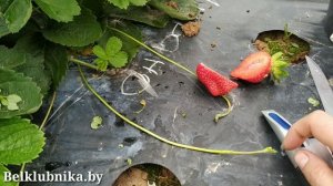 Сорт клубники Мурано ? НСД. Belklubnika.by