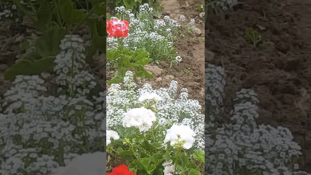 город Ош#цветы во двор#,сад и огород#алиссиум# красота это просто# сотка в городе. смотреть онлайн
