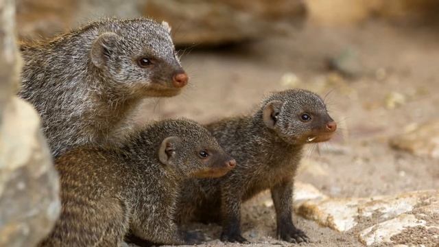Семейство мангустовых. Мангусты и сурикат  (A Family Of Mongoose. Mongooses And Meerkats)