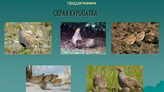 Охотничьи птицы смотреть онлайн
