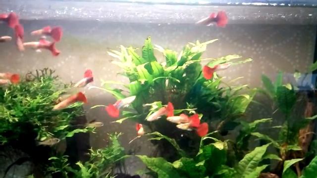 Гуппи Берлинцы смотреть онлайн