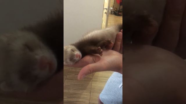 ПОДСКАЖИТЕ КАК РАЗБУДИТЬ ХОРЬКА😀 смотреть онлайн