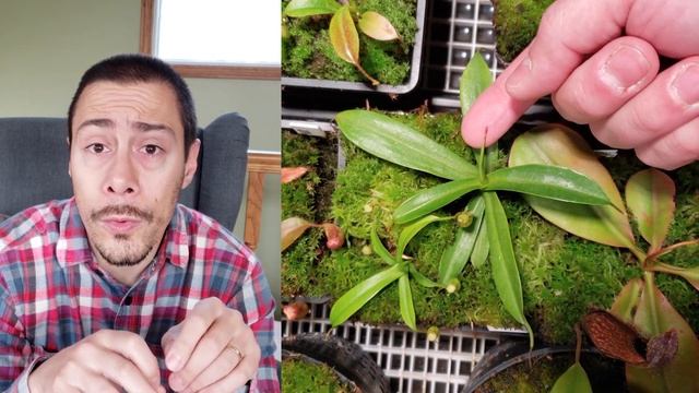 ✂️ ? What to do when a small nepenthes has a basal shoot? ? (remove or not?) смотреть онлайн