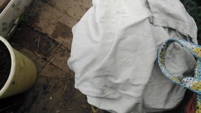 Голод-не тётка. Тащат в норы прямо на глазах. Ничего нельзя оставить. Всё сожрут. смотреть онлайн