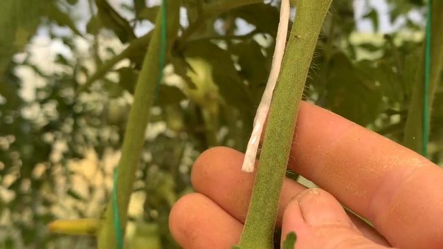 Обзор сортов томатов, перцев. Часть 2. смотреть онлайн