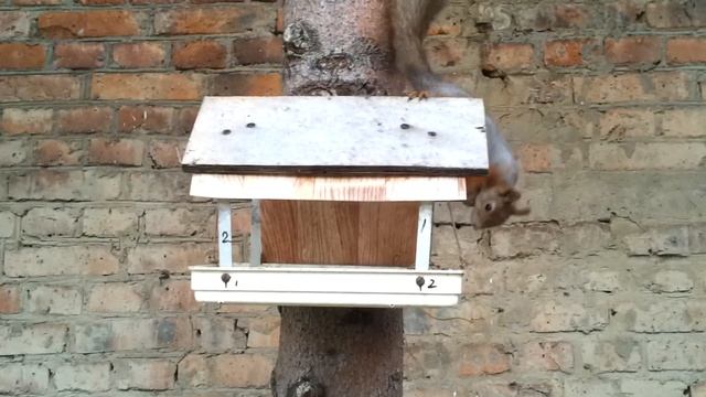 Белка с привязанной шишкой смотреть онлайн