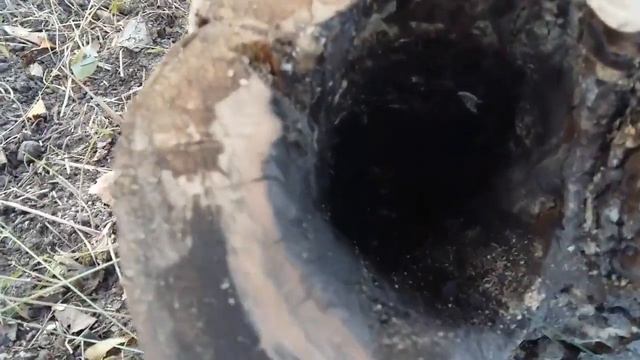 Лечение дупла в дереве. Ставим пломбу. смотреть онлайн