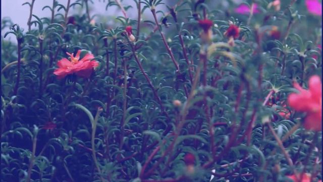 My First Video with canon 1200D смотреть онлайн