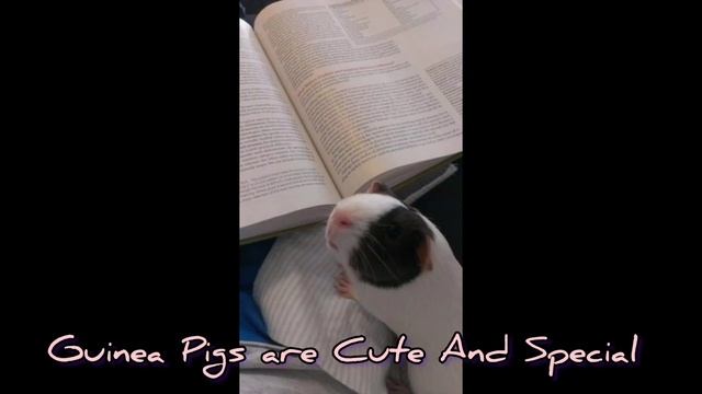 Before Getting a Pet Cuddly Fun Guinea Pig, A Must To Watch This! | Cute Pets Bonding смотреть онлайн