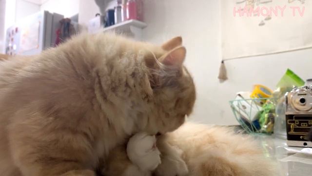 새벽에 식탁에서 열심히 그루밍하는 고양이 - Munchkin short-legged cat family - 먼치킨 숏레그 고양이 가족 смотреть онлайн