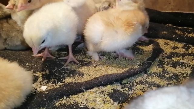 Белые и палевые #кохинхины. Новые дети в хозяйстве. смотреть онлайн