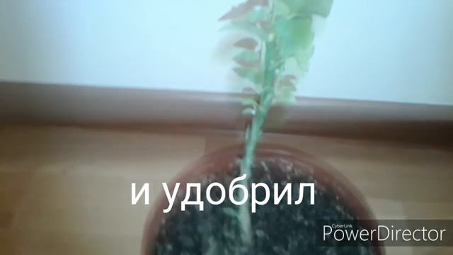 обрезка пуансеттия осенью смотреть онлайн