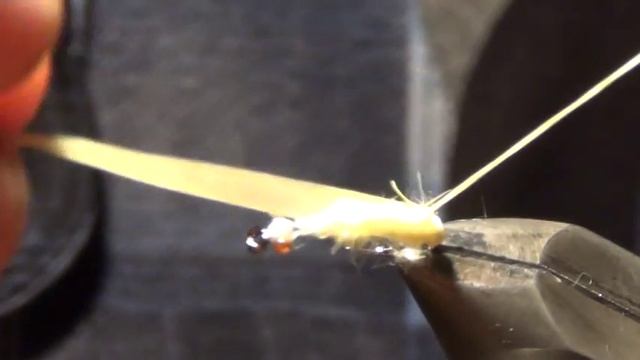 CADDIS  VARIANT 5  SVA