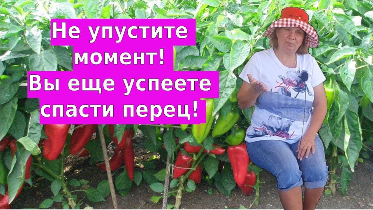 Не упустите момент! Вы еще успеете спасти перец! Вертициллезное увядание перца смотреть онлайн