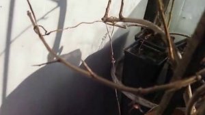 Формировка и обрезка граната