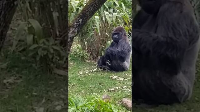 Gorila en Animal kingdom смотреть онлайн