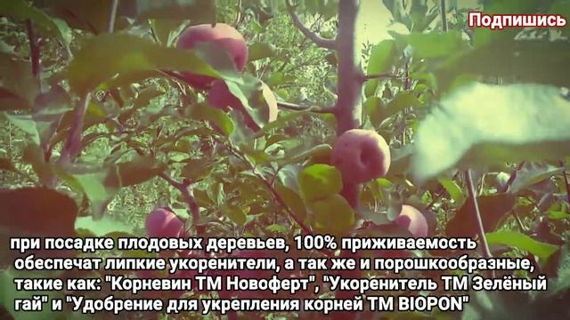 ЯБЛОНЯ REDLOVE ERA (РЕДЛАВ ЭРА) смотреть онлайн
