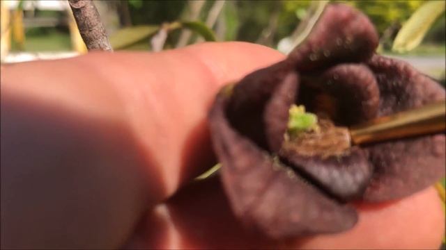 Hand Pollinate Paw Paw Trees (Asimina Triloba) смотреть онлайн