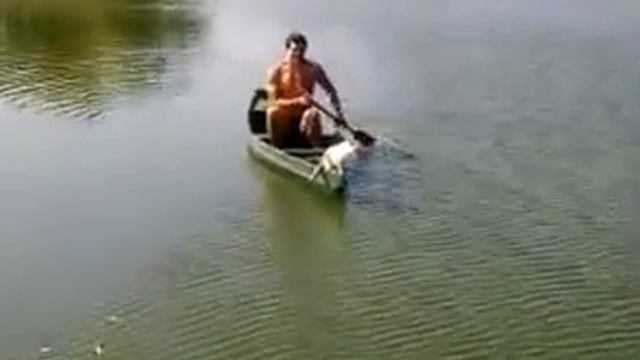 Кіт повернувся до дому) смотреть онлайн