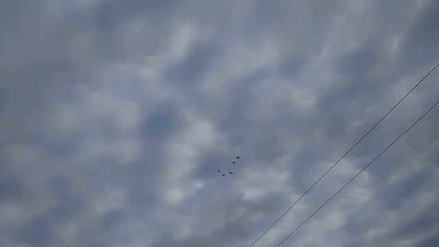 Самоподъём голубей смотреть онлайн