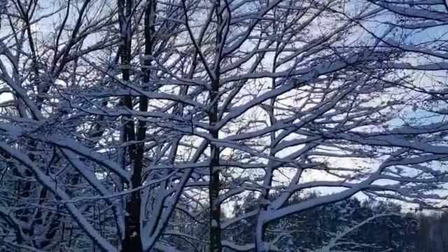 Serene Winter Forest, Author's Music