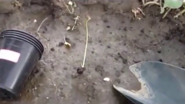 How to Plant Water Lotus Seed смотреть онлайн