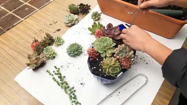 Succulent Arrangement by Jen's Succulent Creations смотреть онлайн