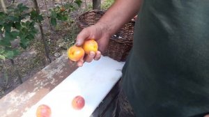 Абрикос: результаты конкурса и сравнение сортов. Ч 1