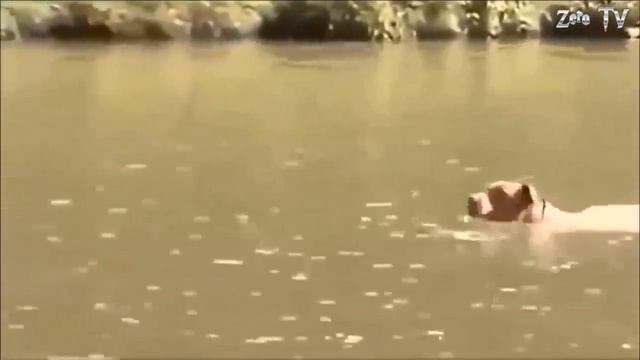 Дикобраз слишком опасной ─ победить леопарда, льва, питона ─ самые удивительные моменты подводные б смотреть онлайн